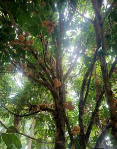 Agricultural Land in Ayer Tawar, PRK
