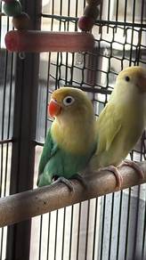 Burung Cinta / Love Bird