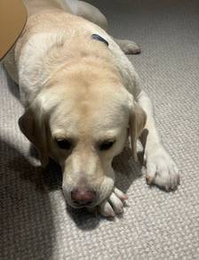Labrador