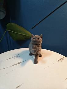 KITTEN BRITISH SHORTHAIR SOLID BLUE