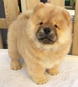 QWW6622 Chow Chow brown haired puppies