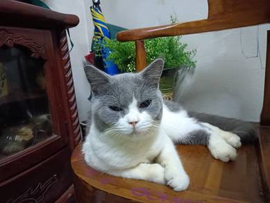 kucing Mencari tuan baru