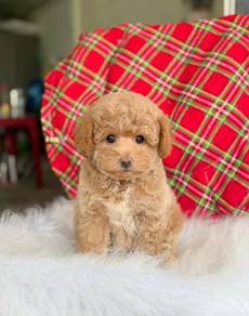 Toy poodle -