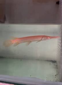 Ikan predator Albino Gar