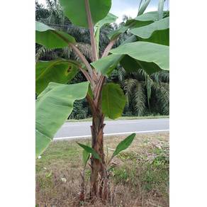 pokok pisang udang