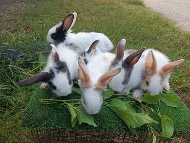 Anak Arnab Mix