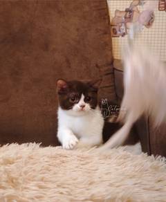 British Shorthair Bsh Chocolate