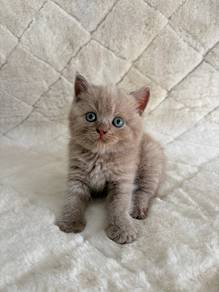 British shorthair