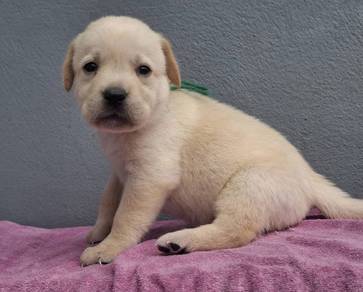 cream colour Labrador