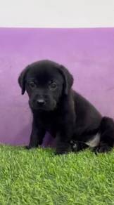 Labrador black male female mka and chip