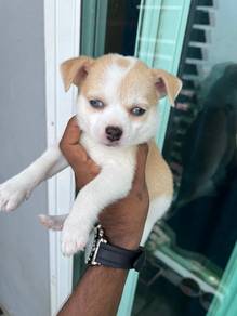 Chihuahua now available -2