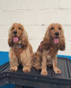 Cocker spaniel 