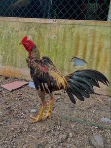 ayam pama