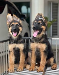 German Shepherd