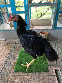 ayam ratu lhk