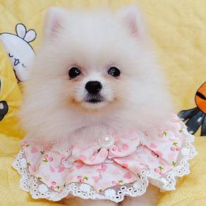 Pomeranian