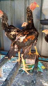 Ayam ratu murah