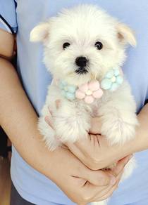 Maltipoo