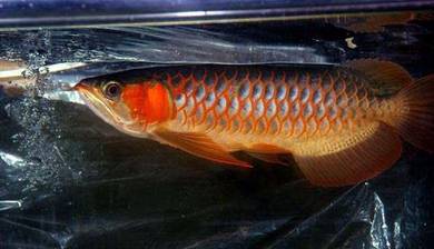 Chili red 15 inch -wholesale price