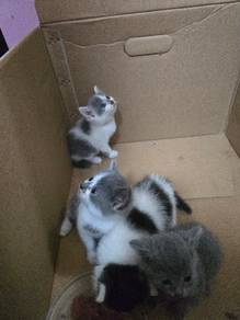 anak kucing mix bsh