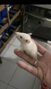 Feeder ( Rat / Mice)