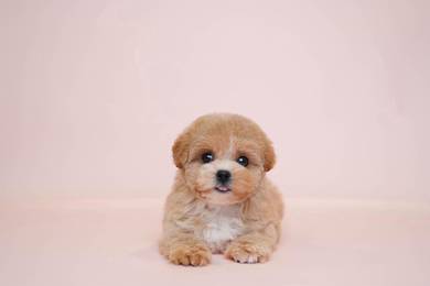 Maltipoo