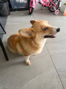 柯基 Corgi 🐶