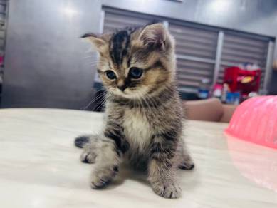 British Shorthair
