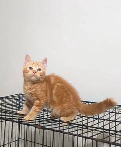 Bsh kitten