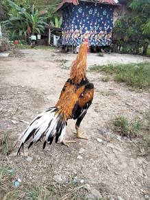 ayam ratu LHK