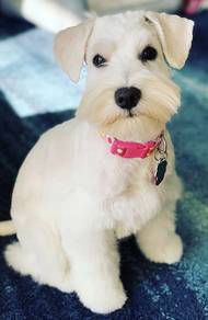 Schnauzer