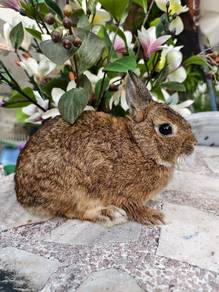 Arnab Rabbit ND Netherlands Dwarf pure breed 