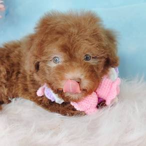 Poodle