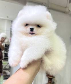 POMERANIAN PUPPIES A151 🌻 Sort of shine Boy~Girl