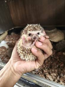 landak mini / hedgehog 