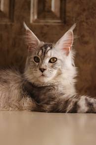 Mainecoon