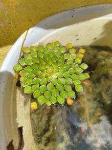 Ludwigia sedoides floading water plants 