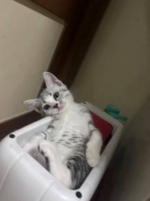 tabby gray + dsh