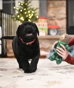 black color Labrador retriever c
