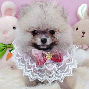 Pomeranian