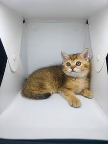 British Shorthair (BSH) Female Kitten Golden
