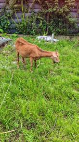 Kambing kg sepasang