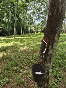 Agricultural Land in Pokok Sena, KDH