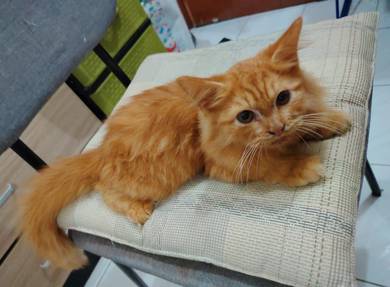kucing parsi 