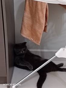 scooth fold cat