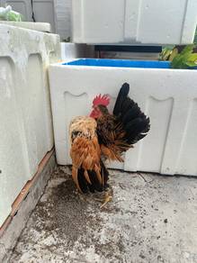 Ayam Serama Muda 