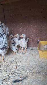 Ayam serama