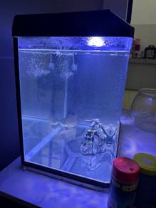 Aquarium dan Ikan Oscar Tiger