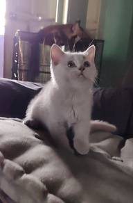 kitten bsh 