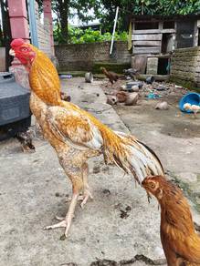 Ayam